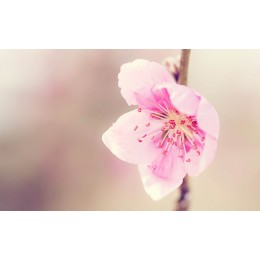 桃花美容有良方