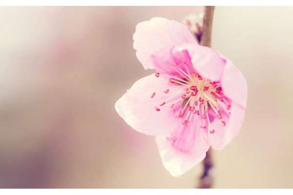 桃花美容有良方