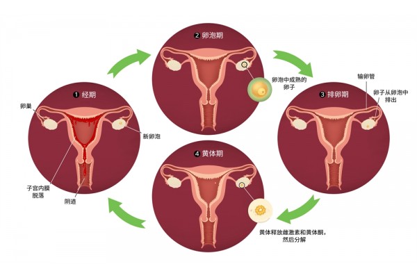 经血排不清会生瘤？！教你月经期间排清污血的小秘诀！